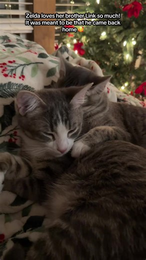 Zelda loves her brother, Link, so much!! It was truly meant to be that he came back home 🥰 #zeldakitten #zeldaandlink #kittenrescue