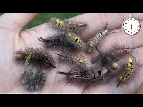 PALE Tussock Moth LIFE CYCLE in ONE Minute (Dark form). - Calliteara pudibunda