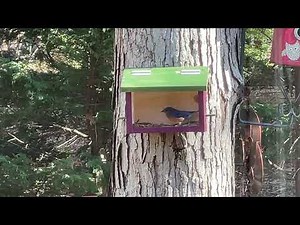 Eastern Bluebird Feeder - Facts, Free Plans & More!