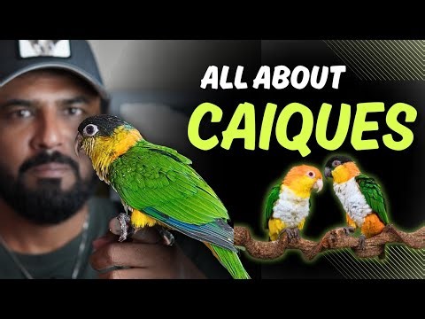 Caique Parrot - Complete Guide | Before Getting It - Watch This | #caique #ShaikhTanveer #parrot