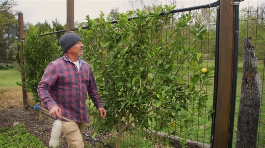 4K views · 127 reactions | What You Need To Know About Citrus Gall Wasp | Vasili's | Facebook