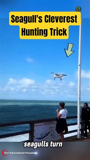 How Seagulls Fake a Rainstorm to Get a Free Lunch. #documentary#usashorts#fyp