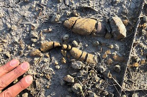 Fossilized poop reveals secrets of how dinosaurs came to dominate Earth | News Channel 3-12