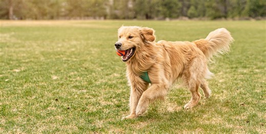 Top 15 Dog Breeds for Runners, According to Experts