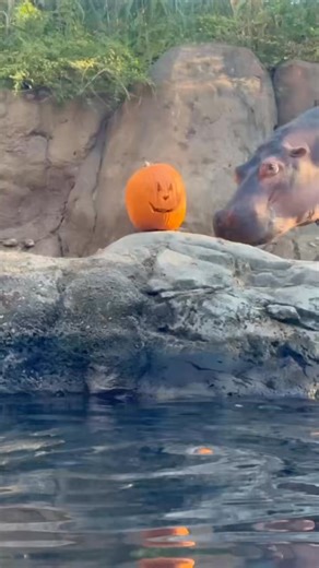 Happy Halloween from the Cincinnati Zoo & BOOtanical Garden! 👻 | Cincinnati Zoo & Botanical Garden
