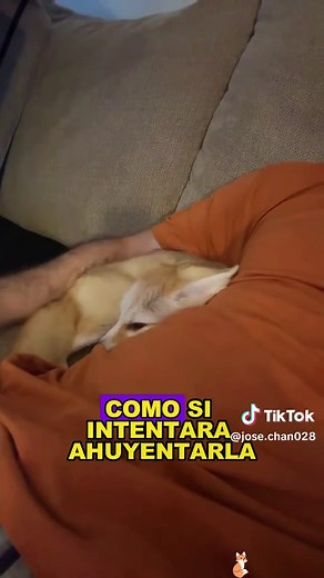 Discover the Adorable Fennec Fox: Nature's Cutest Animal