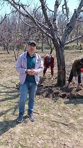 245K views · 1.7K reactions | Use of fertilizer in Apple trees. | Kashmir Diaries | Facebook