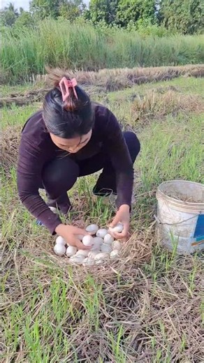 Primitive Woman Harvests Fish Eggs by Hand in Grass Field Traditional Survival Fishing #shorts
