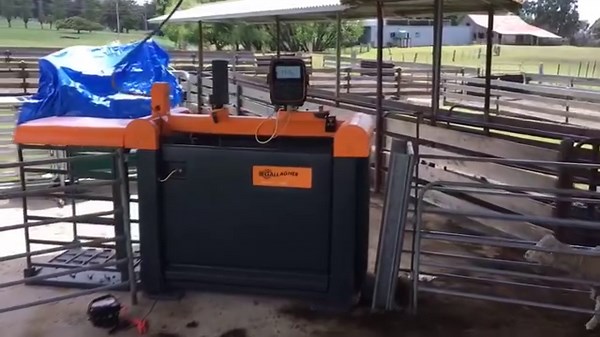 Make weighing and drafting a hands-free job with our Sheep Auto Drafter. With integrated load cells and control module, just plug in a Weigh Scale on it and it's ready to go. Work smarter, not harder! 💡 #AusAg #aussiefarmers #smartfarming | Gallagher Animal Management
