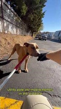 Rescue in Stillness| A Compassionate Capture of a Neglected Pit Bull in a Dead-End Lot