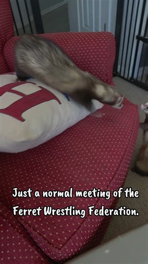 They have food. They have toys. They have comfy beds. Yet somehow violence was still chosen. 🤷🏼‍♀️🤣🐾 #pets ##ferretsoftiktok #funnyanimals #fwe #whateverkim