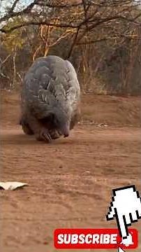 The insane biology of : the pangolins #nature #wildlife #pangolins