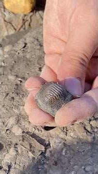 STUNNING Ptychodus tooth discovery