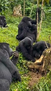 13K views · 225 reactions | Mountain gorillas chew and suck dead wood...