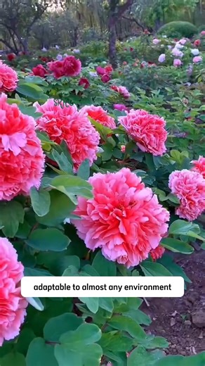 Vibrant Peony Flowers | Dodo Garden