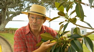 Fabulous Figs - Gardening Australia