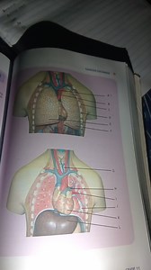 Below is a diagram of the human torso showing the organs involv... | Filo