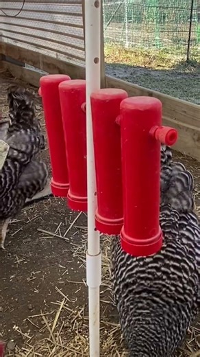 Hanging Chicken Treat Dispenser | Reducing Boredom in the Flock #shorts