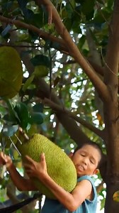 1.2M views · 10K reactions | 腳下有泥菠蘿有蜜，生活就要甜甜蜜蜜 There is mud, pineapple and honey under your feet, life will be sweet #康仔农人 #田園生活 #reels #菠蘿蜜 | 康仔农人 | Facebook