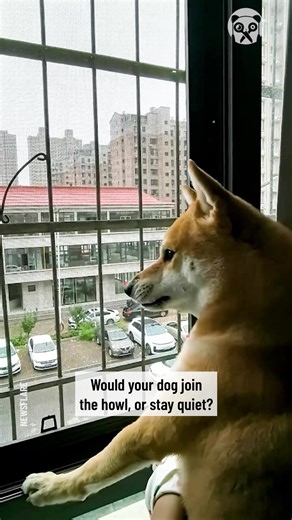 Dogs howl like wolves during air raid sirens | Earth Wonders