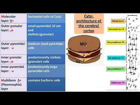 2 cerebrum and cerebellum