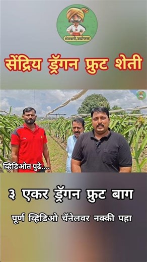 सेंद्रिय ड्रॅगन फ्रुट बाग #shortsfeed #shortsvideo #dragonfruit #organic #organicfarming #shorts