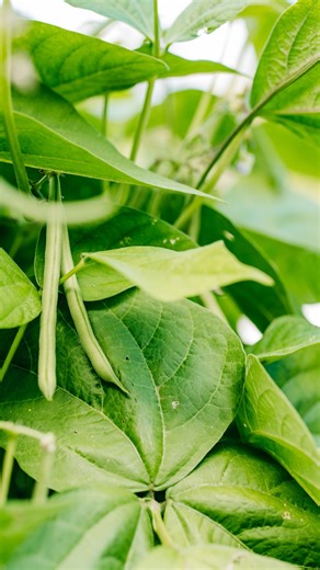 35 reactions | Growing Bush Beans in a GreenStalk! 﫛 Bush Beans are one of the easiest plants to grow and can be planted in either the Leaf or Original GreenStalk. They need at least 6-8 hours of sun each day. Pick the beans daily to keep the plants producing. In most areas of the US, you can plant multiple crops—just remove the older plants and plant new seeds in the same pocket  | GreenStalk Garden | Facebook