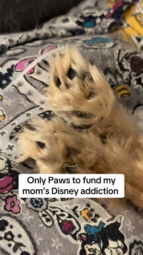 Such cute paws #yorkies #doglife #dogsoftiktok #disney #yorkiesoftiktok
