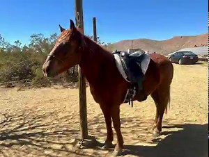 6K views · 493 reactions | Rex - BLM branded mustang - he is...