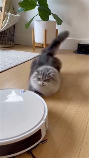 Cat Thinks Sweeping Robot Is Alive 😂🐾