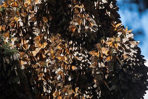 How Do Butterflies Migrate? | Migratory Insects, Monarch Butterfly, Painted Lady, & Facts | Britannica