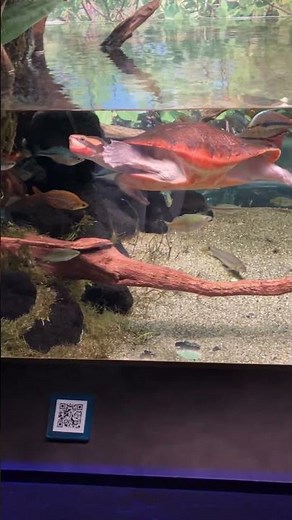 カワスイ🐢川崎水族館 川崎ルフロン最上階