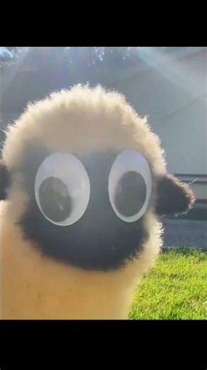 🐑 The Cutest Sheep in the World? Black-Nosed Sheep from Switzerland!