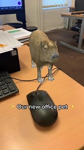 Everyone meet Colin 🥬 #capybara #travelagent #colin #office #work