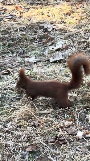 A squirrel collecting nesting material, Ep. 2