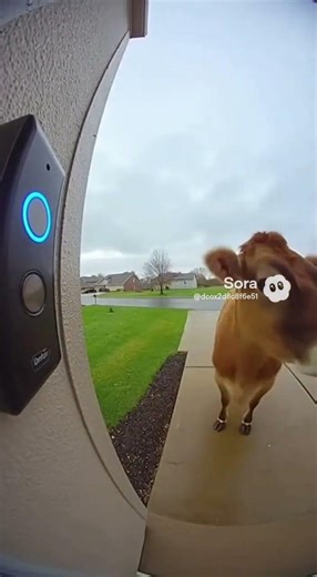 Cow Rings Doorbell!