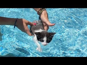 Gatos Graciosos - Los Mejores Videos de Gatitos Chistosos en la piscina