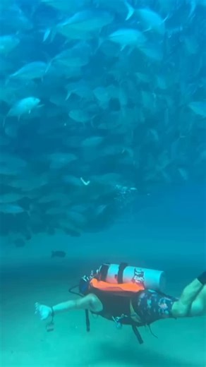 Baile con jureles. Cabo Pulmo. Baja California | La Herradura, spain, Buceo Scubasur