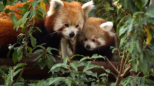 2.5K views · 109 reactions | Little Red, the "miracle baby" red panda, has taken its first steps outside a month after the death of its father in Paradise Wildlife Park. The birth gave hope to conservationists as the species has seen a staggering 50% decline in the last 20 years, leaving approximately 2,500 remaining in the wild. : South West News Service | WIRED | Facebook