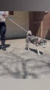 60K views · 3.4K reactions | I’ve got her ❤️ | Open Road Hauling, LLC | Facebook