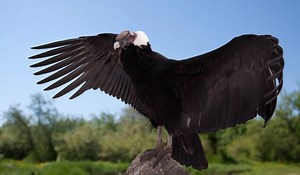 The 10 Most Amazing Animals to Spot in Colombia