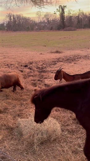 Babydoll Sheep 🐑 are the Cutes #farmlife #sheep #cute #fluffy