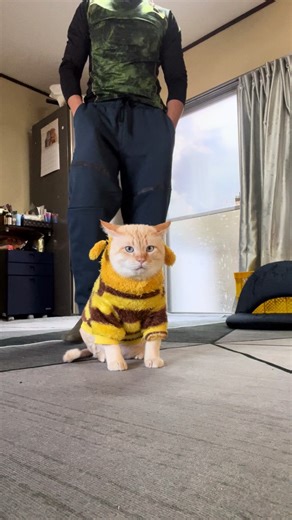 Chú mèo đi dạo và những trò nghịch ngợm