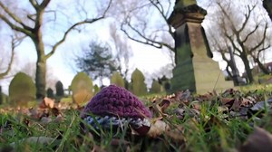 Saprophytes by Emily Doyle. Commissioned by: Jewellery Quarter Cemeteries Project. 🍄😊🙏 Funded by: Heritage Fund | Stories of Mushrooms