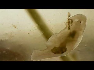Planaria Eats Snail