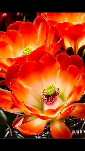 Удивительный мир цветов