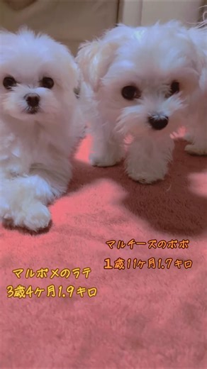 【マルチーズ１歳11ヶ月のポポ】思い出♥アフレコ #マルチーズ #マルチーズのポポ #ミックス犬 #マルポメ #マルポメのラテ #いぬのきもち #いぬすたぐらむ #いぬ #わんこ