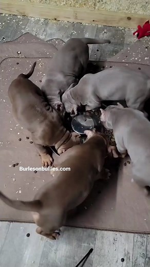 Burleson Bullies, llc on TikTok