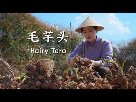 Yunnan mountain taro: one taro, a hundred flavors, warming every meal.【滇西小哥】