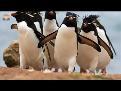 pinguinos documental para niños corto
